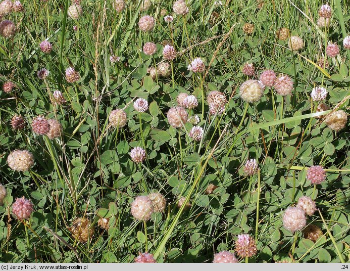 Trifolium bonannii (koniczyna Bonnana)