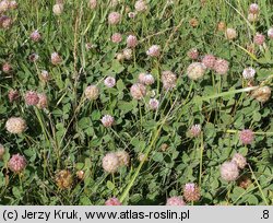 Trifolium bonannii (koniczyna Bonnana)