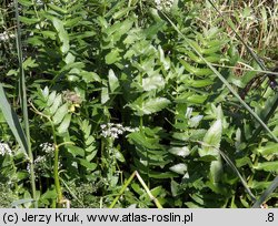 Berula erecta (potocznik wąskolistny)