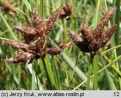 Bolboschoenus maritimus agg. (sitowiec nadmorski (agg.))