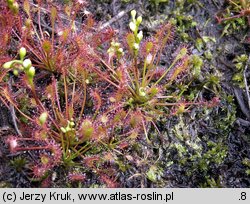 Drosera intermedia (rosiczka pośrednia)