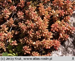 Sedum album (rozchodnik biały)