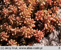 Sedum album (rozchodnik biały)