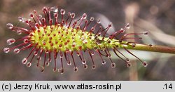 Drosera intermedia (rosiczka pośrednia)