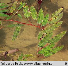 Polygonum amphibium (rdest ziemnowodny)