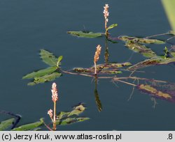 Polygonum amphibium (rdest ziemnowodny)