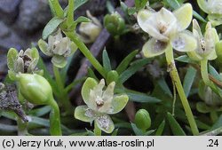 Sagina procumbens (karmnik rozesłany)