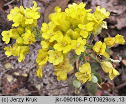 Alyssum montanum (smagliczka pagórkowa)