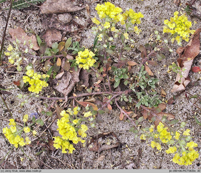 Alyssum montanum (smagliczka pagórkowa)