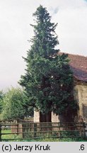 Taxus baccata (cis pospolity)