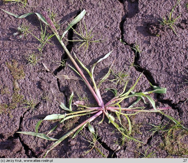 Echinochloa crus-galli (chwastnica jednostronna)