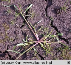 Echinochloa crus-galli (chwastnica jednostronna)