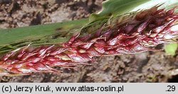 Echinochloa crus-galli (chwastnica jednostronna)