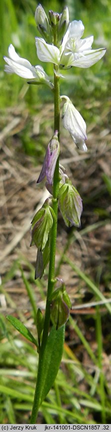 Polygala oxyptera (krzyżownica ostroskrzydełkowa)