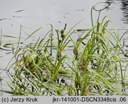 Sparganium angustifolium (jeżogłówka pokrewna)