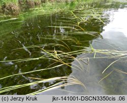 Sparganium angustifolium (jeżogłówka pokrewna)