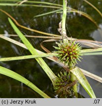 Sparganium angustifolium (jeżogłówka pokrewna)