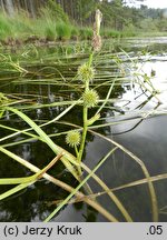 Sparganium angustifolium (jeżogłówka pokrewna)