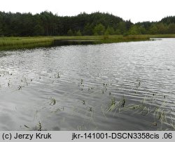 Sparganium angustifolium (jeżogłówka pokrewna)