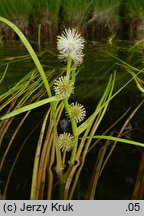 Sparganium angustifolium (jeżogłówka pokrewna)