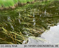 Sparganium angustifolium (jeżogłówka pokrewna)