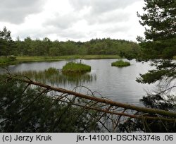 Sparganium angustifolium (jeżogłówka pokrewna)