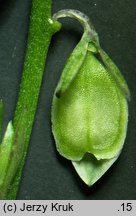 Polygala oxyptera (krzyżownica ostroskrzydełkowa)