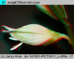 Polygala oxyptera (krzyżownica ostroskrzydełkowa)