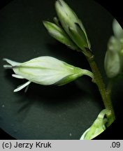 Polygala oxyptera (krzyżownica ostroskrzydełkowa)