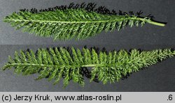 Achillea millefolium s.str. (krwawnik pospolity s.str.)