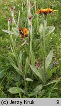 Senecio aurantiacus (starzec pomarańczowy)