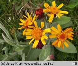 Senecio aurantiacus (starzec pomarańczowy)