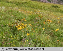 Senecio aurantiacus (starzec pomarańczowy)