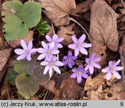 Hepatica nobilis (przylaszczka pospolita)