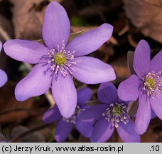 Hepatica nobilis (przylaszczka pospolita)