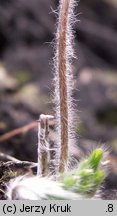 Hepatica nobilis (przylaszczka pospolita)