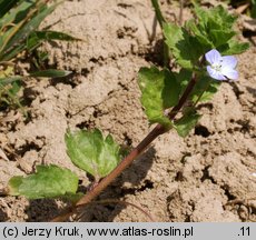 Veronica persica (przetacznik perski)