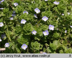 Veronica persica (przetacznik perski)