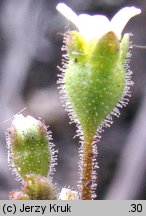 Saxifraga tridactylites (skalnica trójpalczasta)