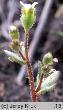 Saxifraga tridactylites (skalnica trójpalczasta)