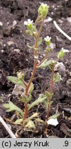 Saxifraga tridactylites (skalnica trójpalczasta)