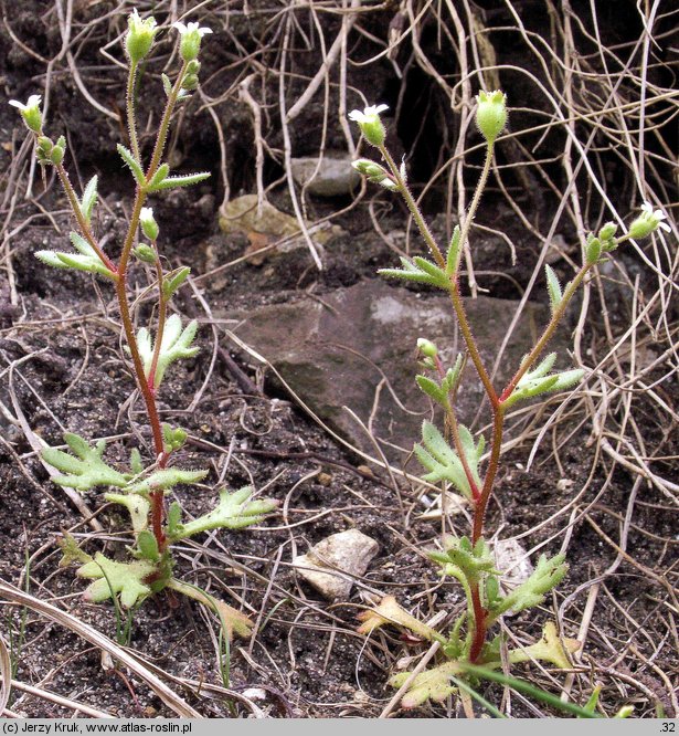 Saxifraga tridactylites (skalnica trójpalczasta)