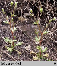 Saxifraga tridactylites (skalnica trójpalczasta)