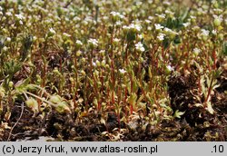 Saxifraga tridactylites (skalnica trójpalczasta)