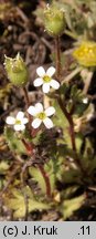 Saxifraga tridactylites (skalnica trójpalczasta)