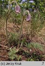 Pulsatilla pratensis (sasanka łąkowa)