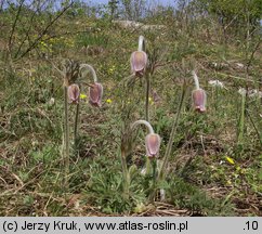 Pulsatilla pratensis (sasanka łąkowa)