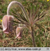 Pulsatilla pratensis (sasanka łąkowa)