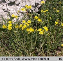 Senecio vernalis (starzec wiosenny)