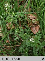 Cardamine flexuosa (rzeżucha leśna)